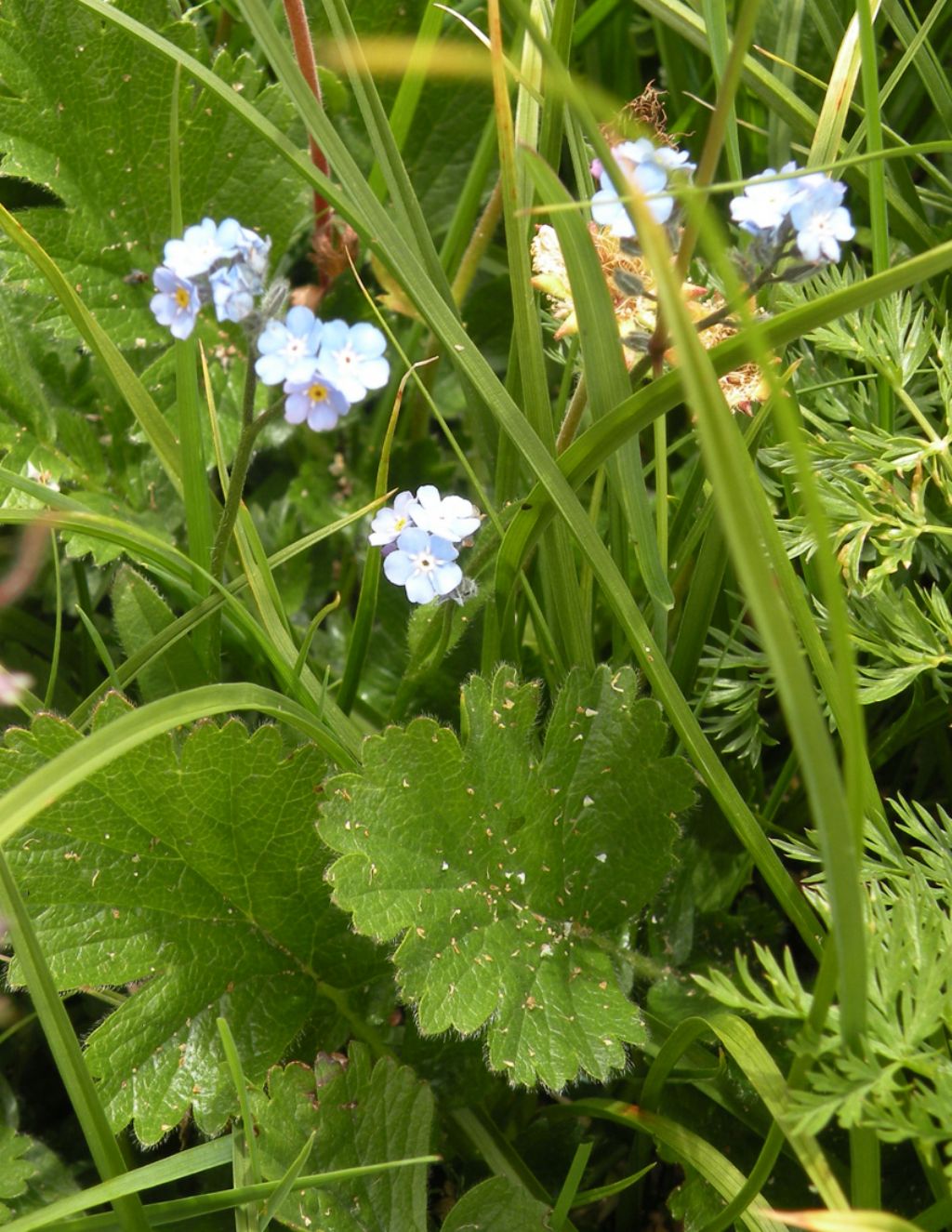 Myosotis alpestris / Nontiscordardim alpino